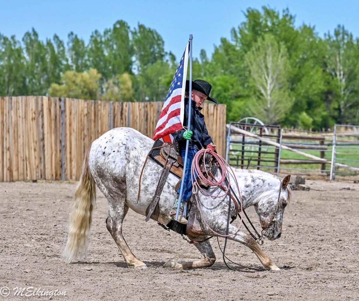 All Around Gelding