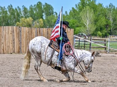 All Around Gelding