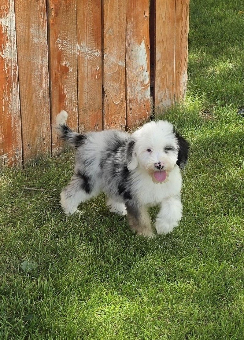 Mini Sheepadoodle Puppy