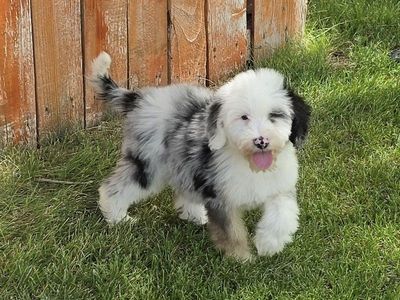Mini Sheepadoodle Puppy