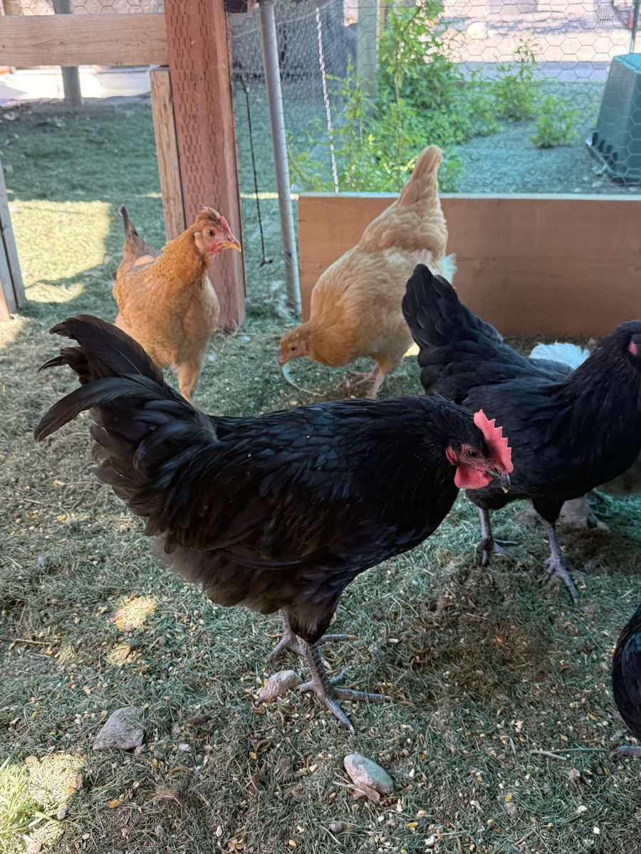 Black Australorp Rooster