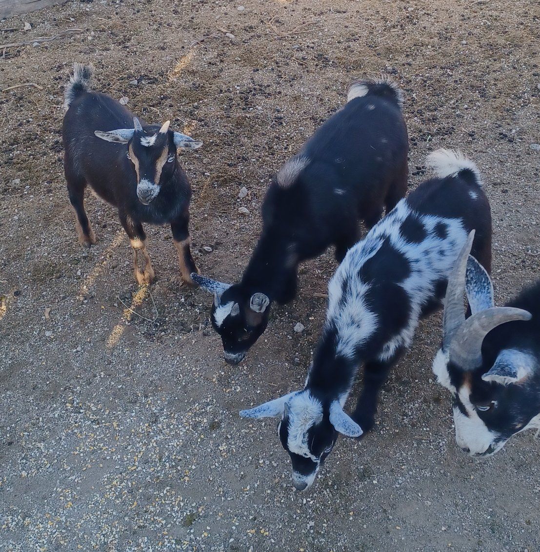 3 doe Nigerian dwarf goats  ready for new home