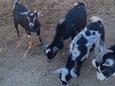 3 doe Nigerian dwarf goats ready for new home
