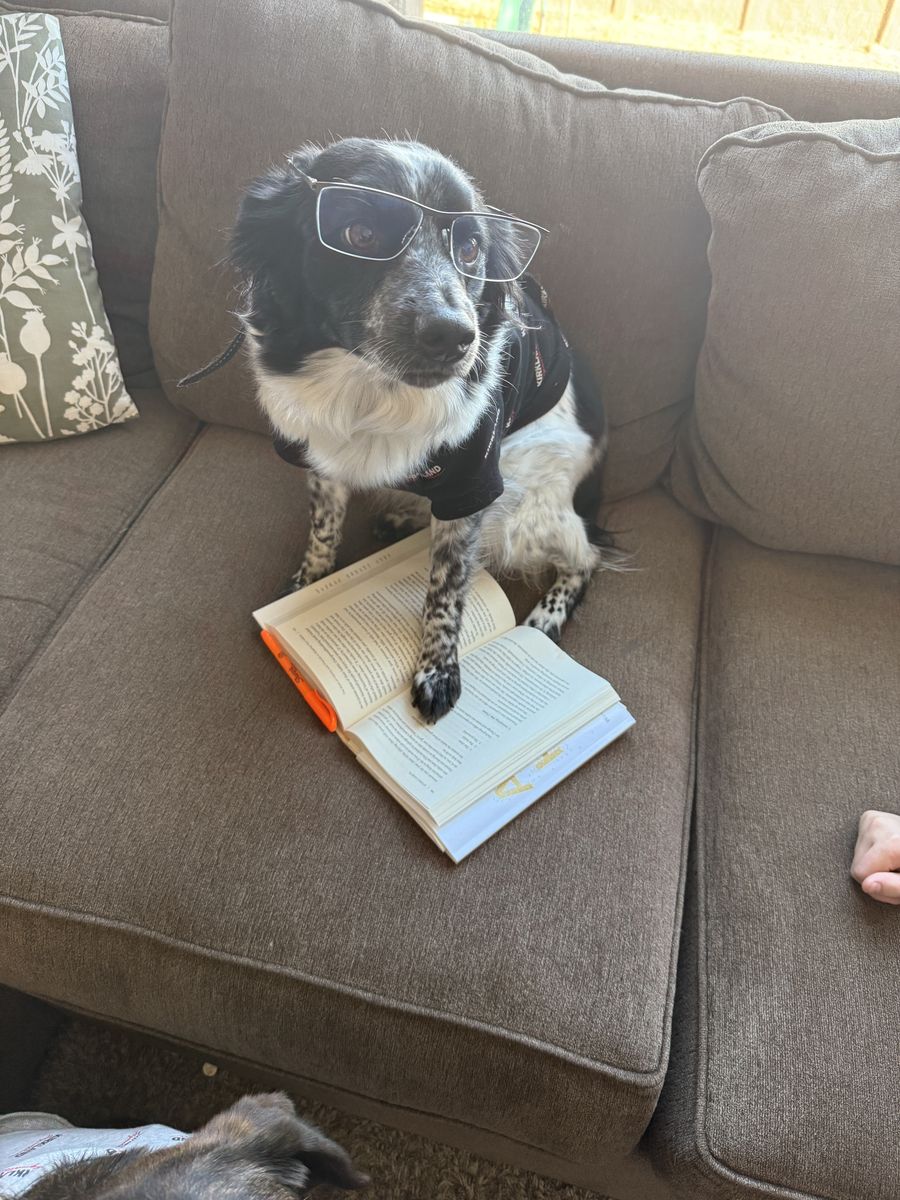 Hi, I'm Leo, a studious Border Collie / Cattle Dog Mix - Black and White Adult Male Neutered