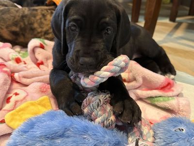 1 Female Great Dane Puppy