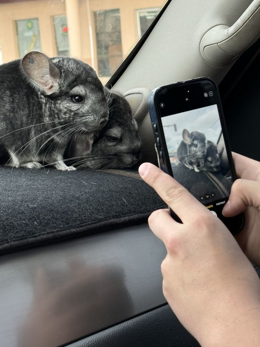Adorable Chinchillas - Pair of Grey Chinchillas, both male - Rehoming
