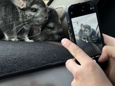 Adorable Chinchillas - Pair of Grey Chinchillas, both male - Rehoming