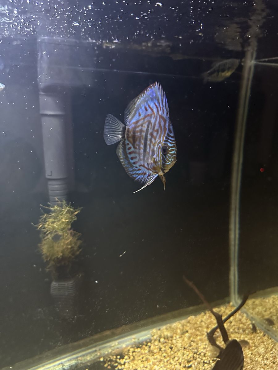 I have 3 discus