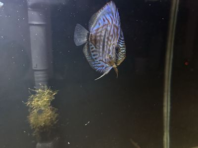I have 3 discus