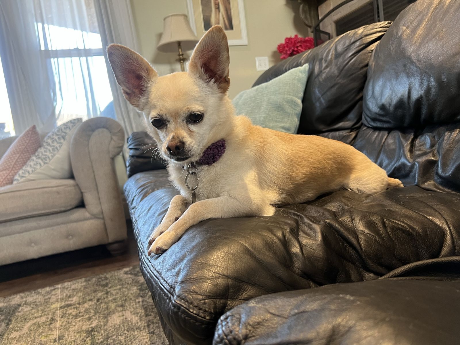 Sweet 6-Year-Old Chihuahua