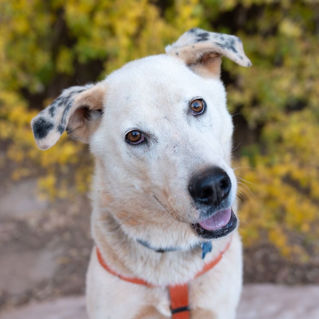 Hello my name is Sinkai