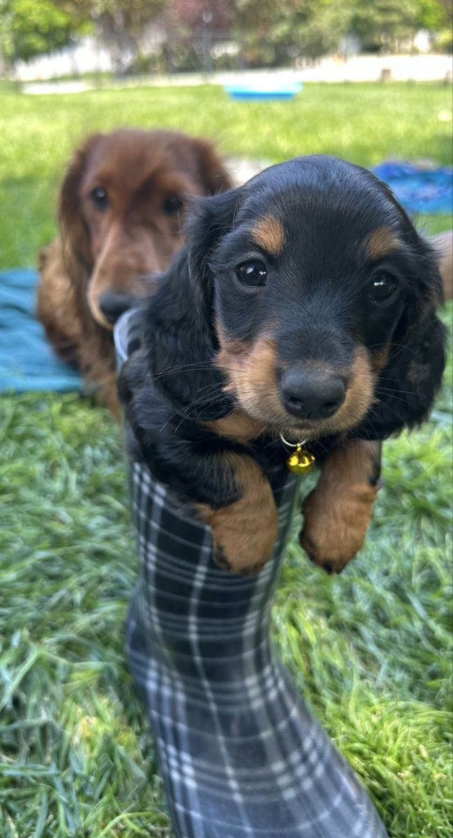 Miniature long haired Dachshund.