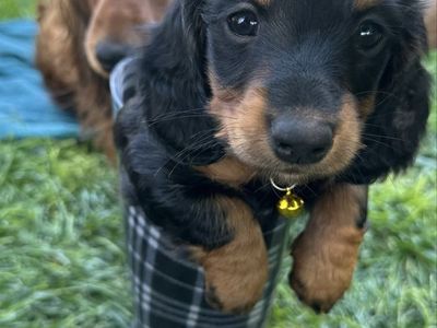 Miniature long haired Dachshund.
