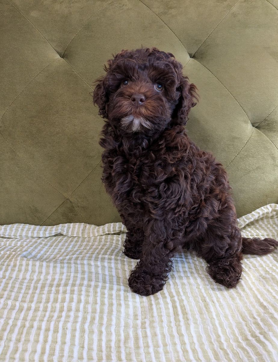 Male cockapoo puppy