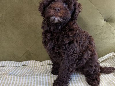 Male cockapoo puppy
