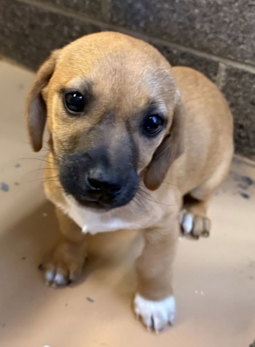 Itsy, Dachshund mix puppy