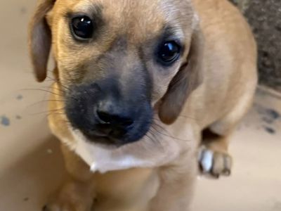Itsy, Dachshund mix puppy