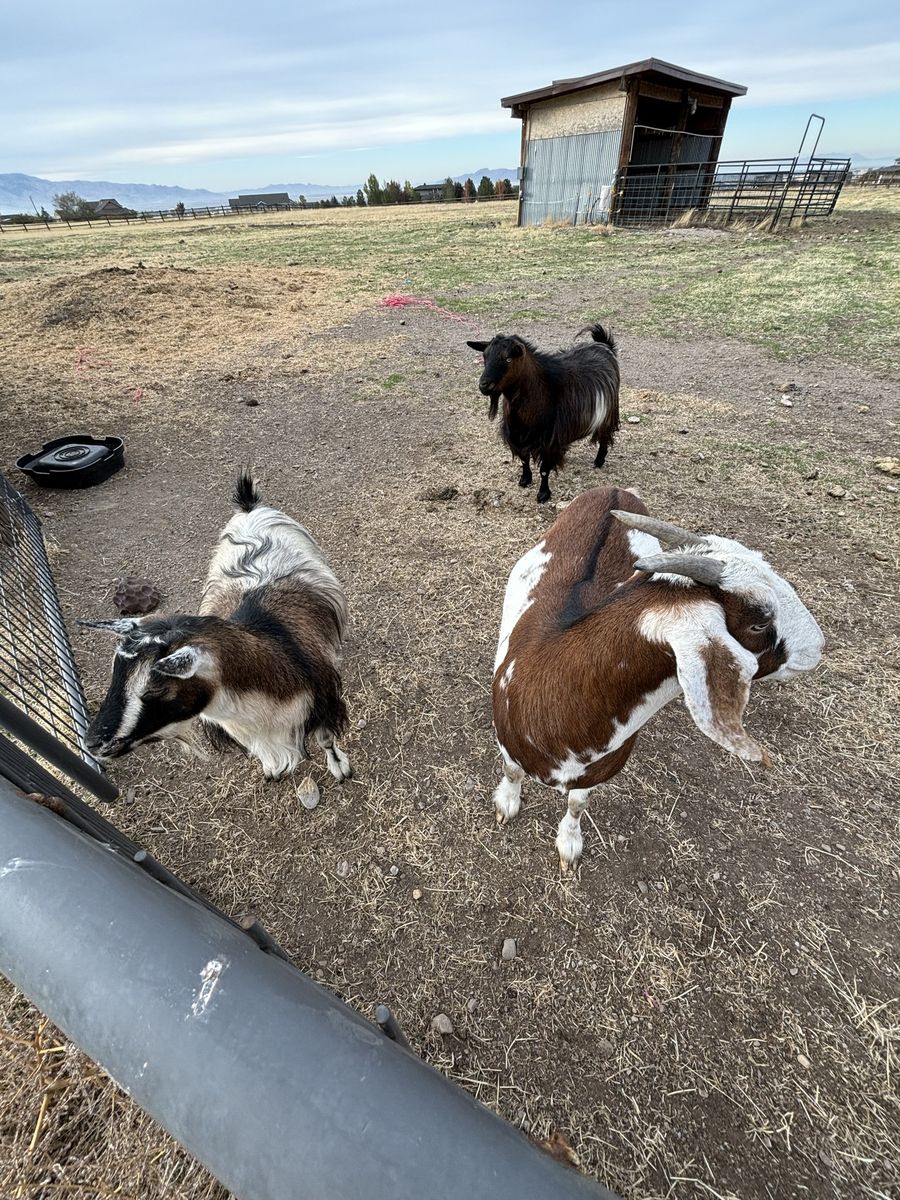 Goats for Sale - Healthy Farm Goats