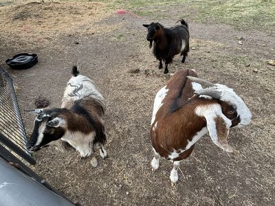 Goats for Sale - Healthy Farm Goats