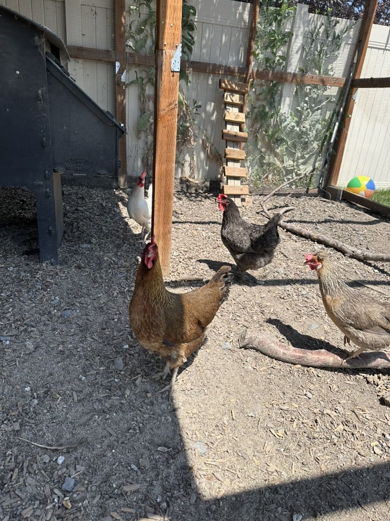 Laying chickens