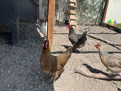 Laying chickens