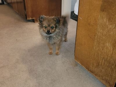Female Pomeranian Puppy