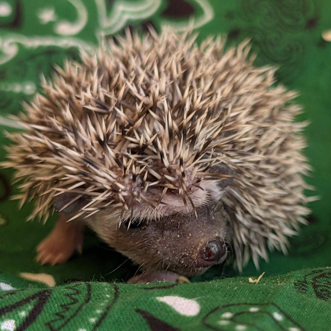 Baby Male Hedgehog " Traeger"