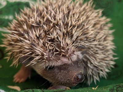 Baby Male Hedgehog " Traeger"