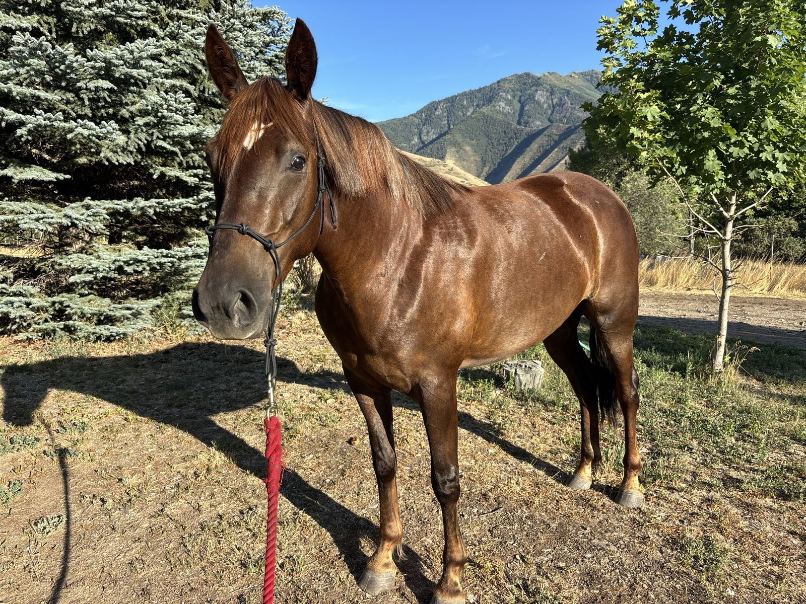 Twilight - Registered Missouri FoxTrotter Mare 