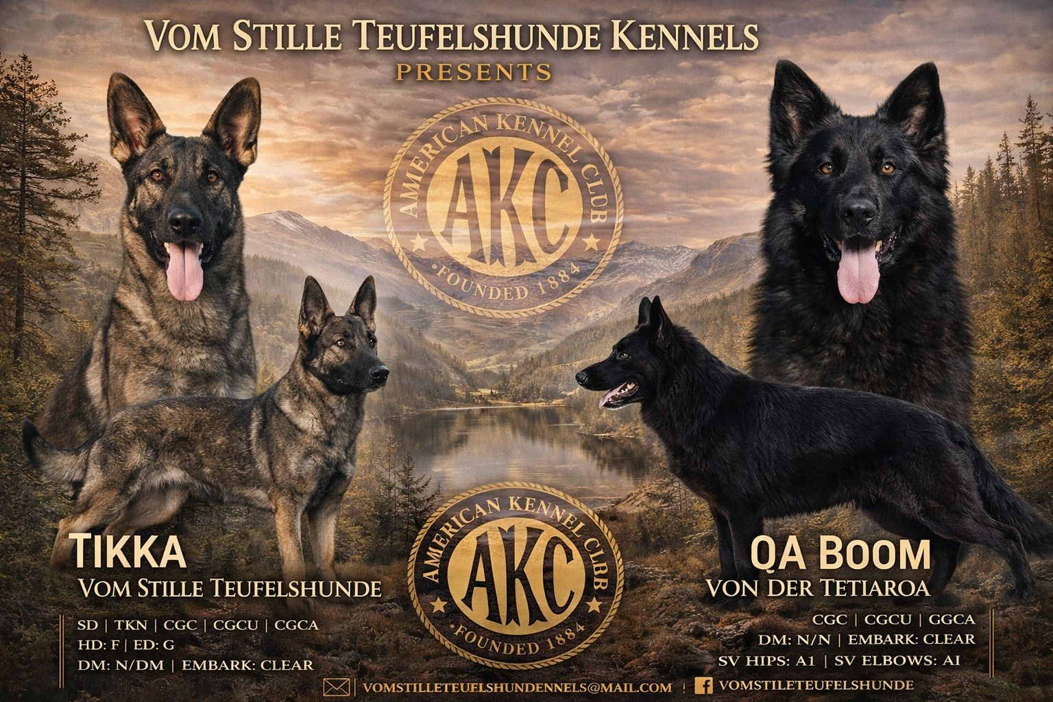 AKC German Shepherds - Upcoming Litters