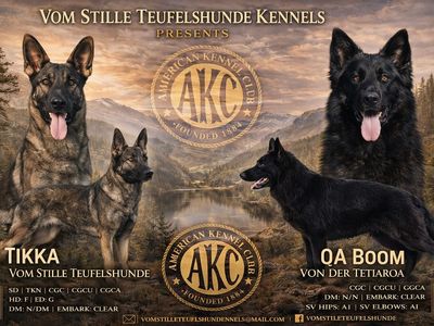 AKC German Shepherds - Upcoming Litters