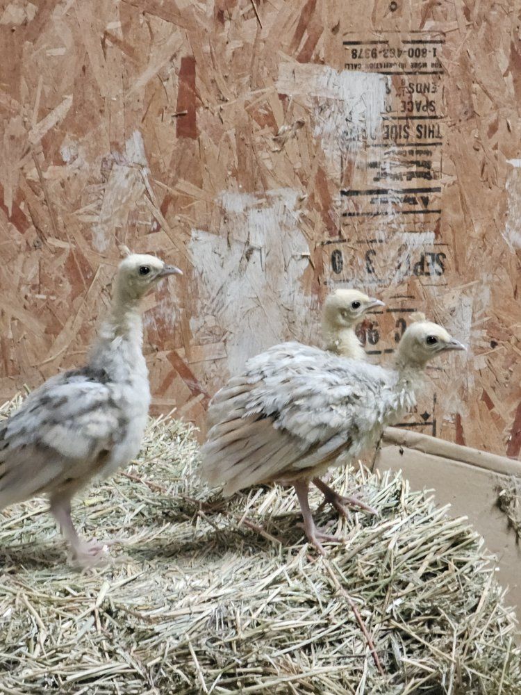 Peachicks for Sale