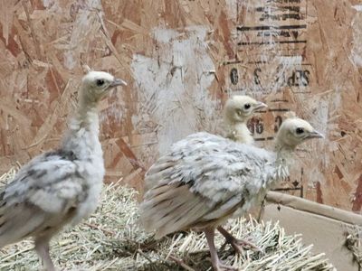 Peachicks for Sale