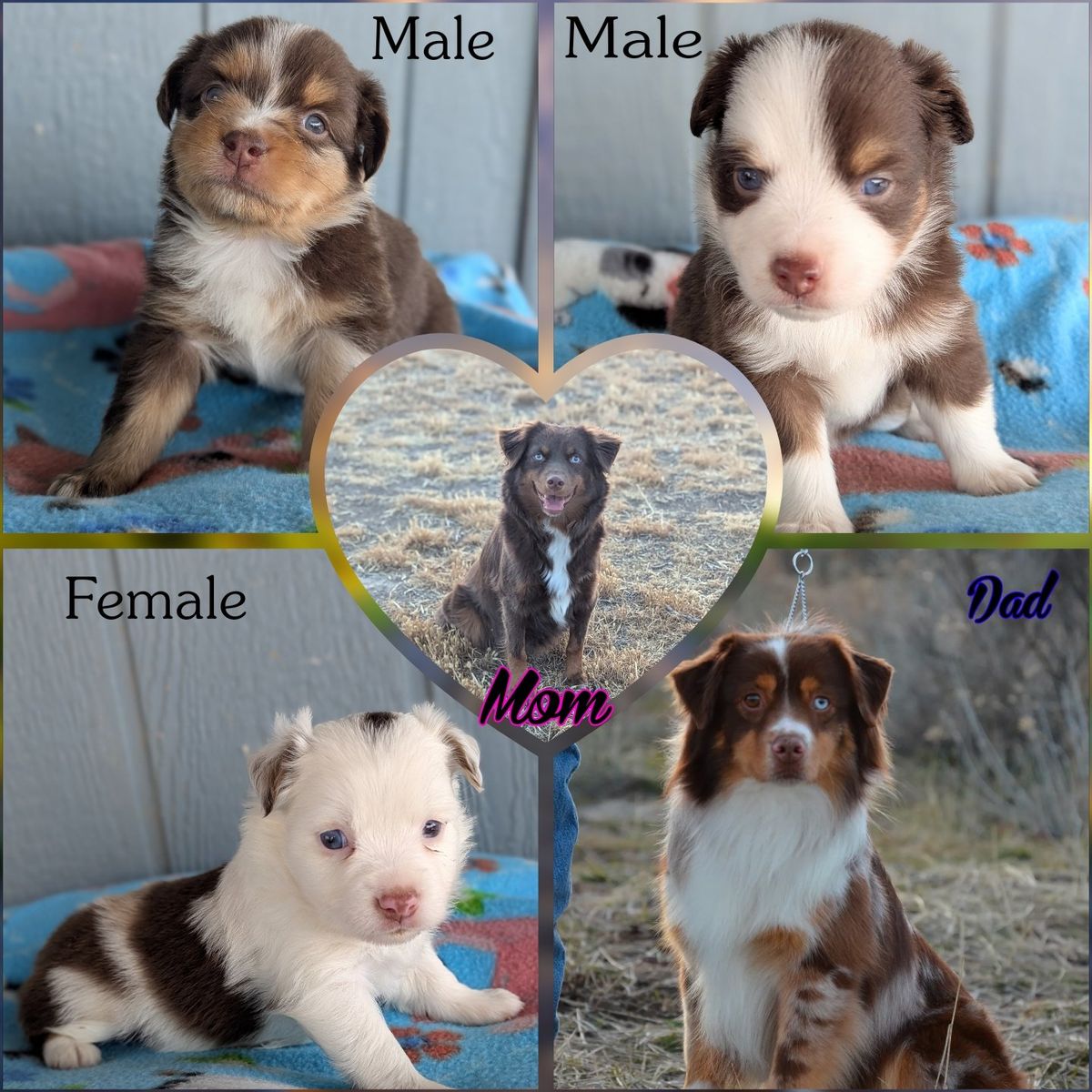 AKC Miniature American Shepherd Puppies