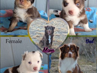 AKC Miniature American Shepherd Puppies
