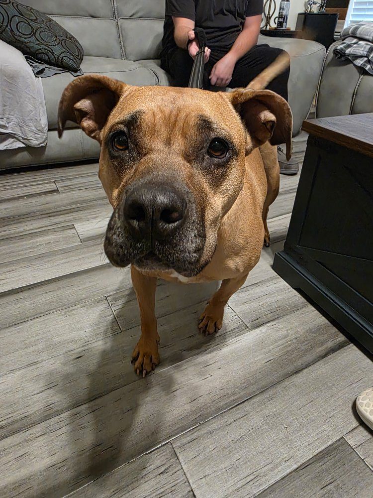 Sweetest Pitbull mix