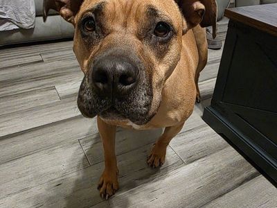 Sweetest Pitbull mix