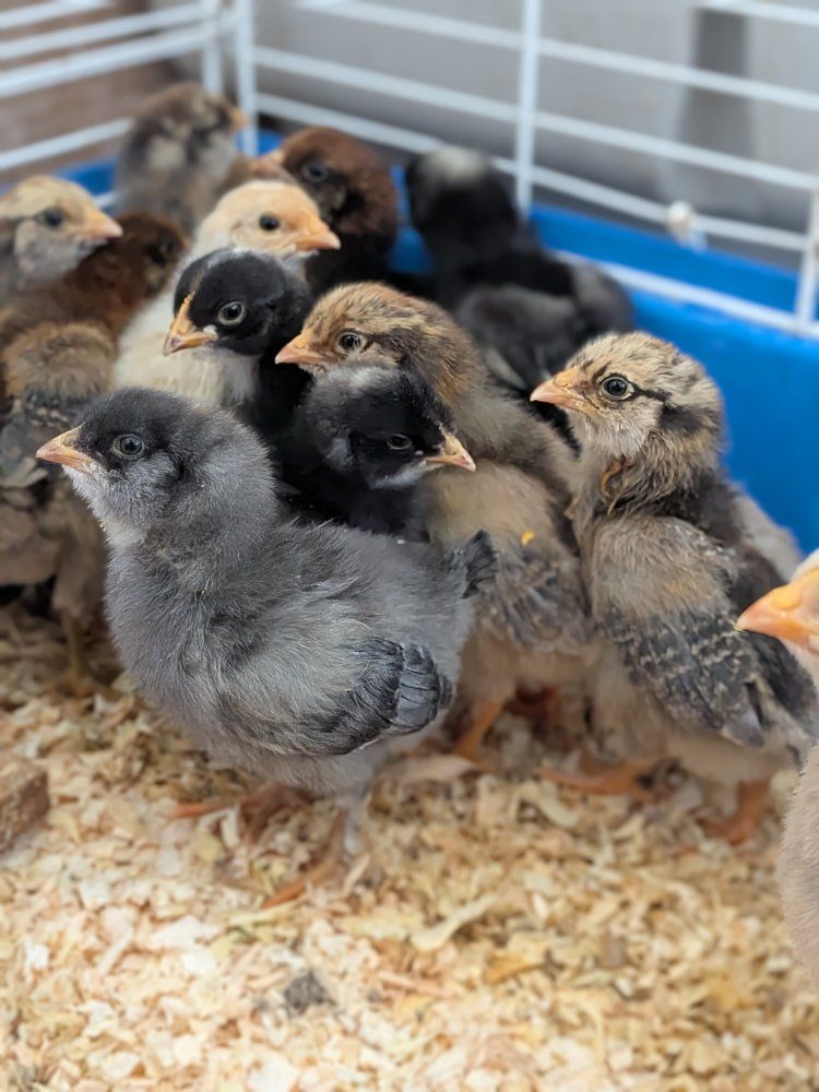 large breed baby chicks straight run