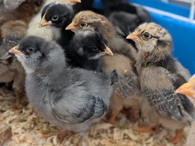 large breed baby chicks straight run