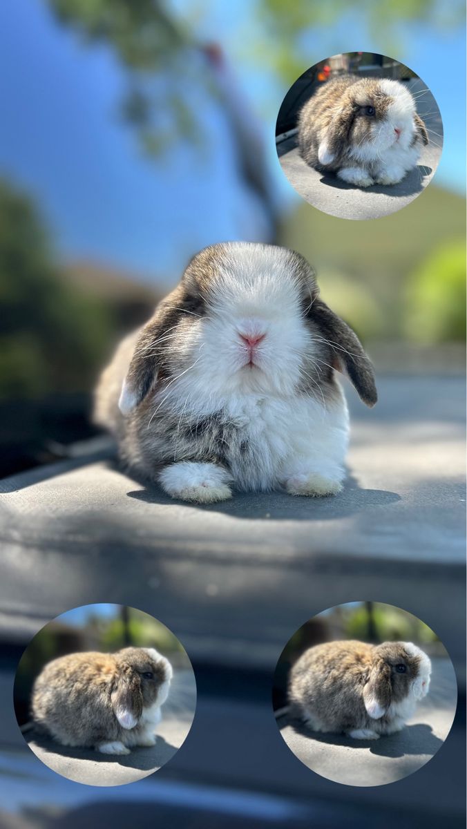 Holland Lop Buck Ready July 8th