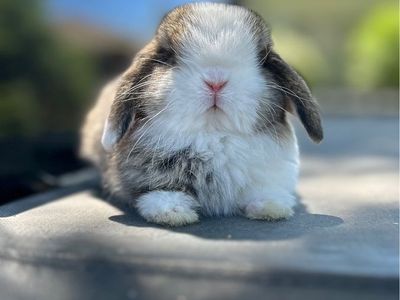 Holland Lop Buck Ready July 8th