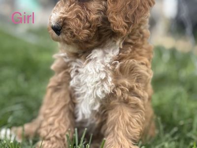 Golden Doodle Puppies