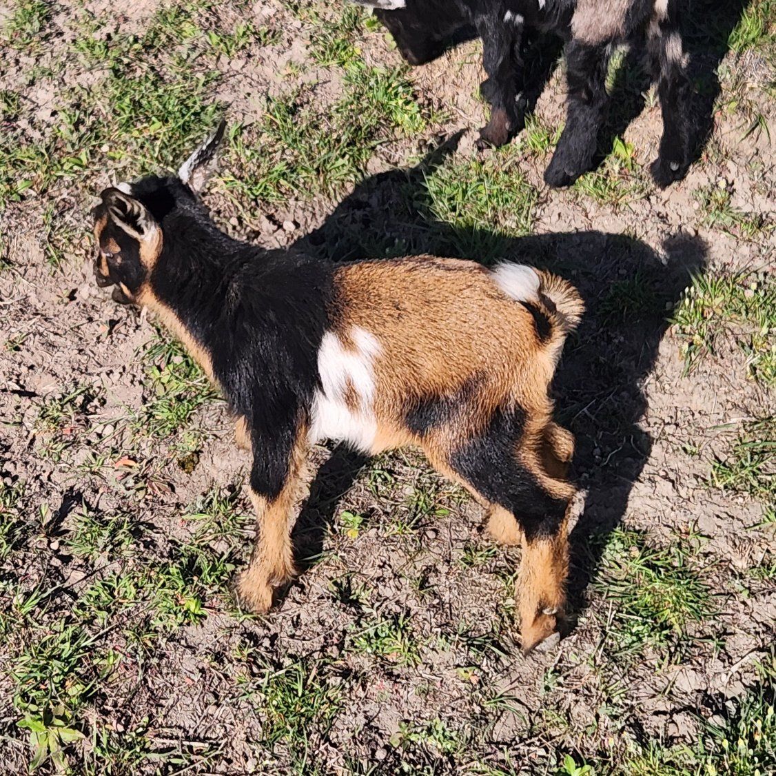 Nigerian dwarf bucklings