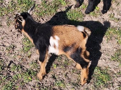 Nigerian dwarf bucklings