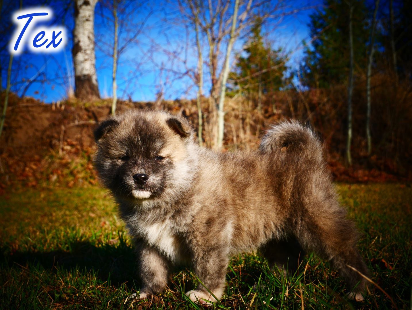 7 Week Old UKC Registered Pure Breed Japanese Akita's