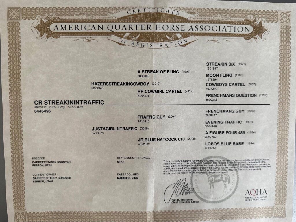 2025 Stud Colt, ASOF & TRAFFIC GUY LINES