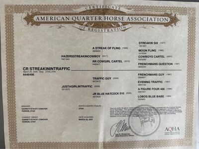 2025 Stud Colt, ASOF & TRAFFIC GUY LINES