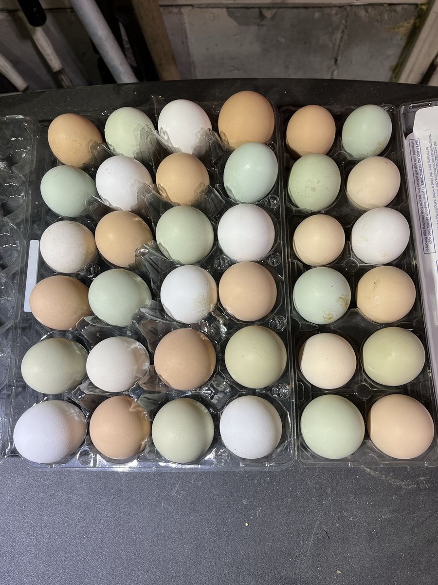 Barnyard Mix Hatching Eggs