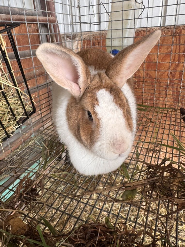 Sweet New Zealand Rabbit