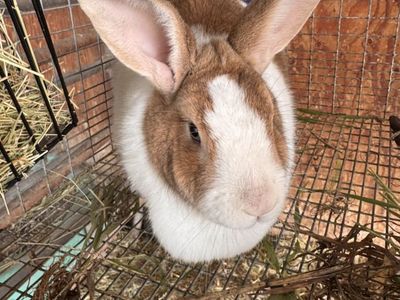 Sweet New Zealand Rabbit